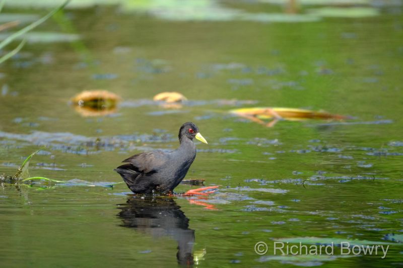 Kruger at 2025-10-14 08.26.09