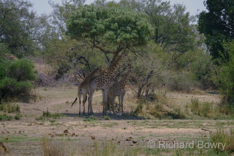 Kruger at 2025-10-15 12.18.25