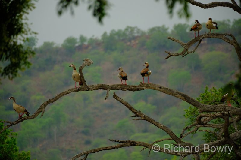 Zimbabwe - 2024-11-12 06.40.532024-11-19 06.46.11