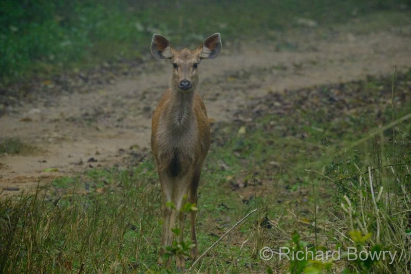Corbett at 2026-02-04 07.42.48