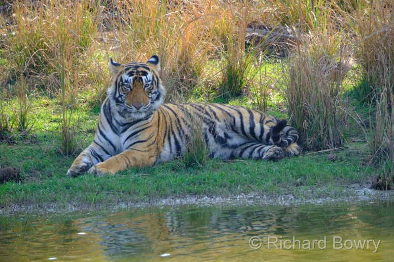 Rathambhore at 2026-02-09 14.47.52