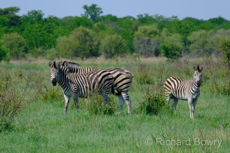 Zimbabwe on 03-12-22 at 15-13-09