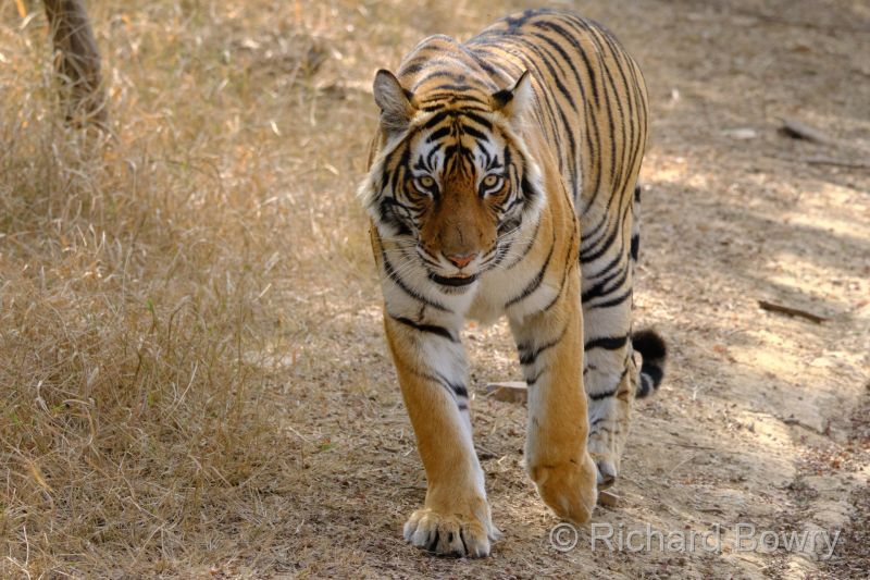 Rathambhore at 2026-02-10 14.53.50