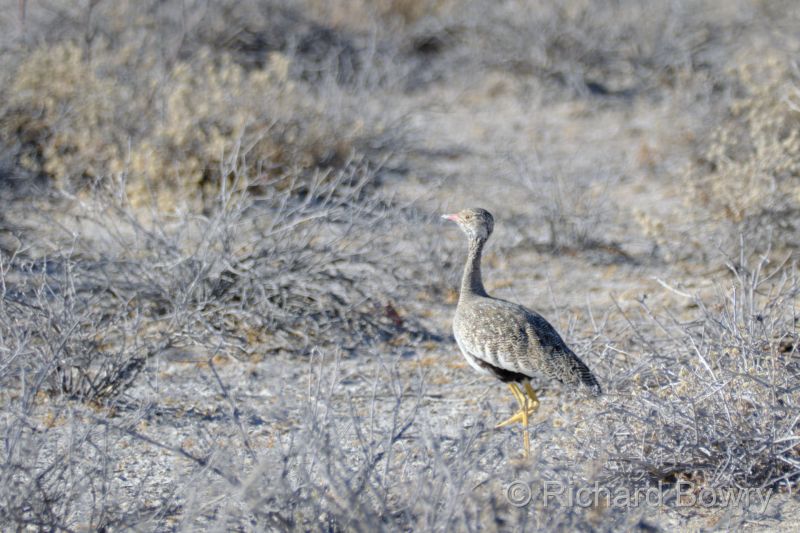 Namibia - 2024-10-29 08.25.022024-11-19 06.40.09
