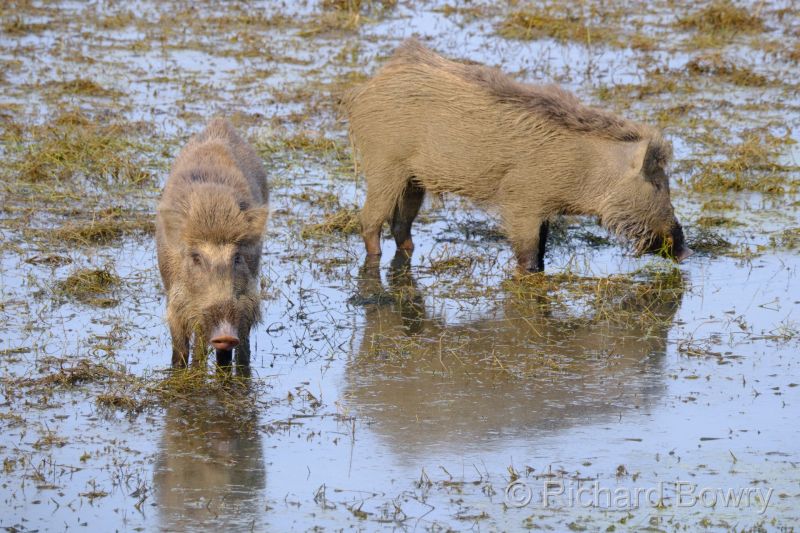 Rathambhore at 2026-02-10 15.45.12