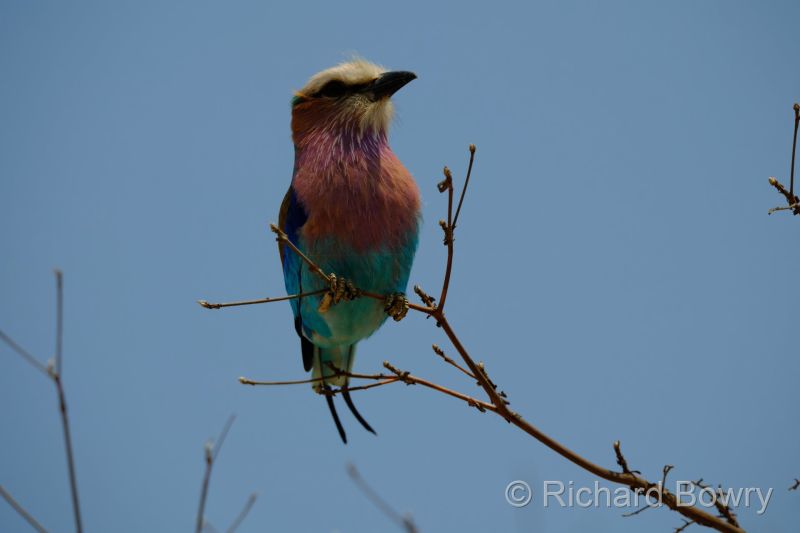 Kruger at 2025-10-13 10.14.58 at 10-14-58