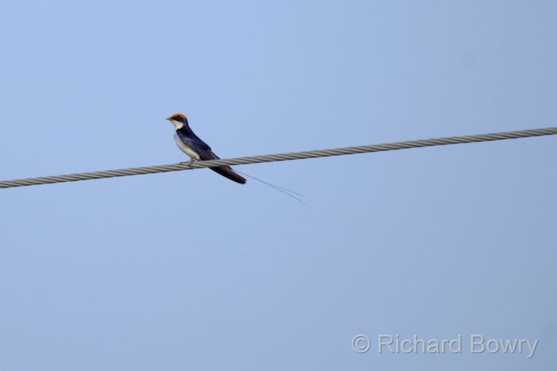 Rathambhore at 2026-02-11 16.40.07