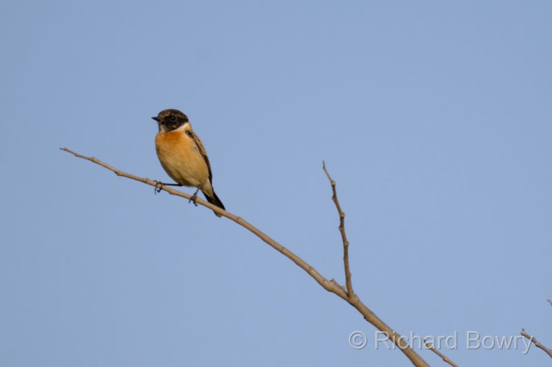 Keoladeo at 2026-02-08 16.51.40