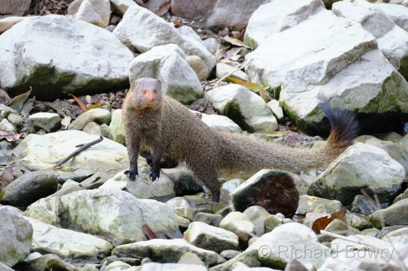 Ruddy Mongoose