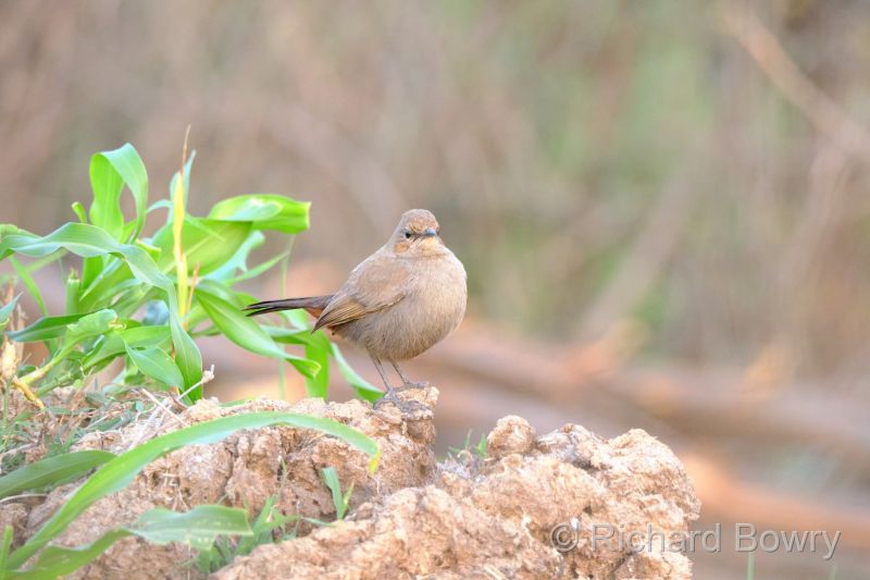 Rathambhore at 2026-02-11 17.51.14