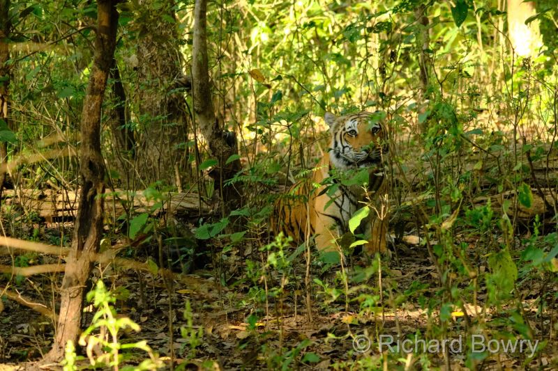 Corbett at 2026-02-04 10.02.11