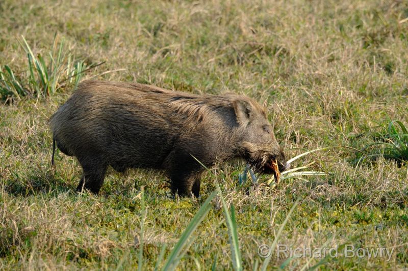 Keoladeo at 2026-02-08 16.07.30