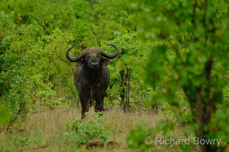 Zimbabwe - 2024-11-13 07.28.342024-11-19 06.46.30