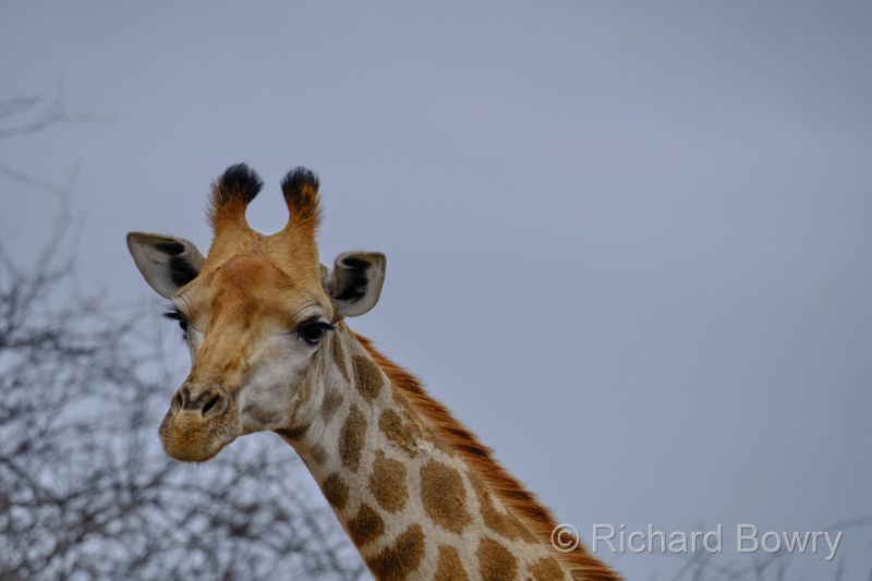 Kruger at 2025-10-16 08.53.59