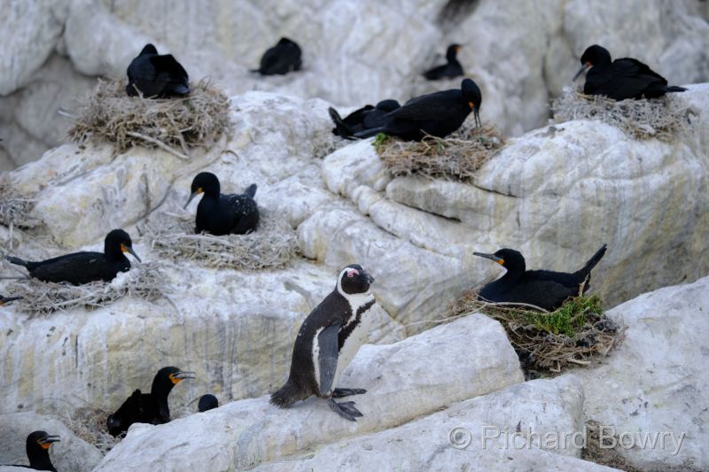 Cape Agulhas at 2025-10-25 11.22.35
