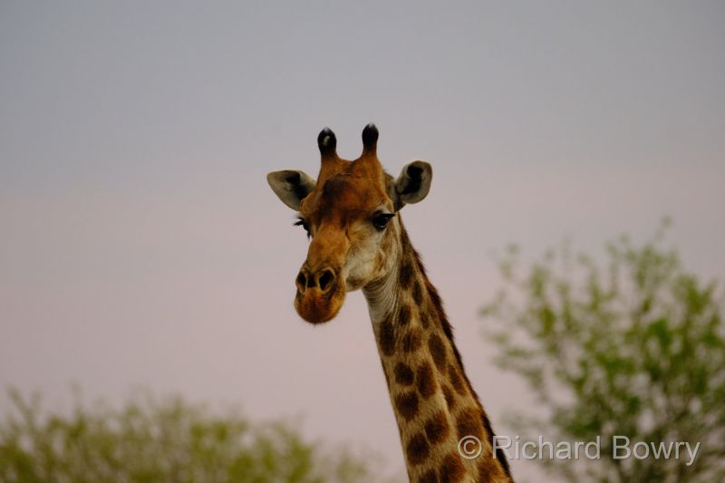 Kruger at 2025-10-12 17.29.24