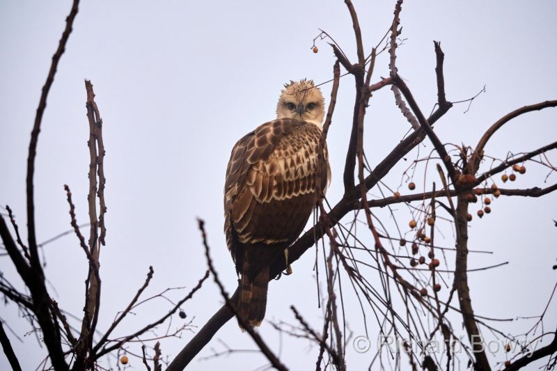 Corbett at 2026-02-03 07.52.37