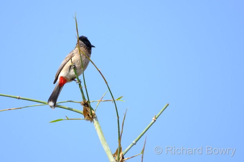 Rathambhore at 2026-02-11 09.28.43