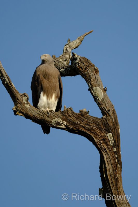 Corbett at 2026-02-04 15.26.03