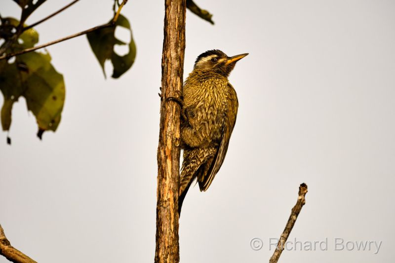 Corbett at 2026-02-03 09.13.18