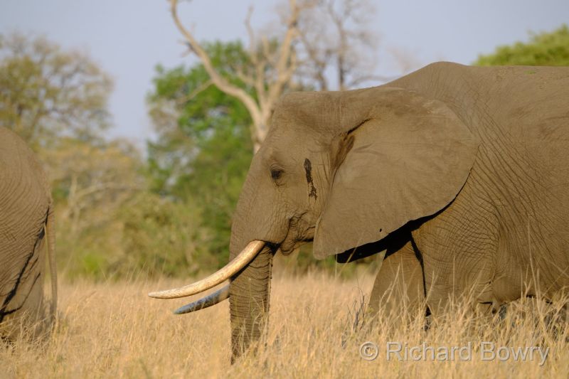 Kruger at 2025-10-13 16.50.27 at 16-50-27