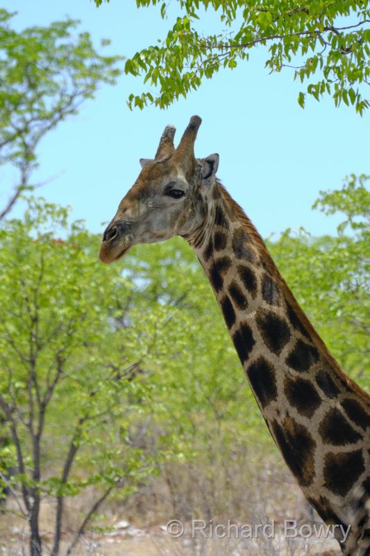 Namibia - 2024-10-30 13.32.532024-11-19 06.40.42