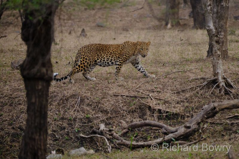 Indian Leopard