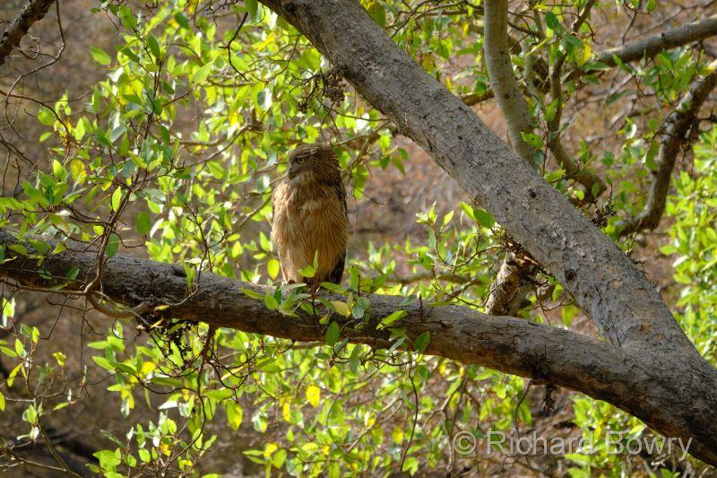 Rathambhore at 2026-02-10 14.36.59