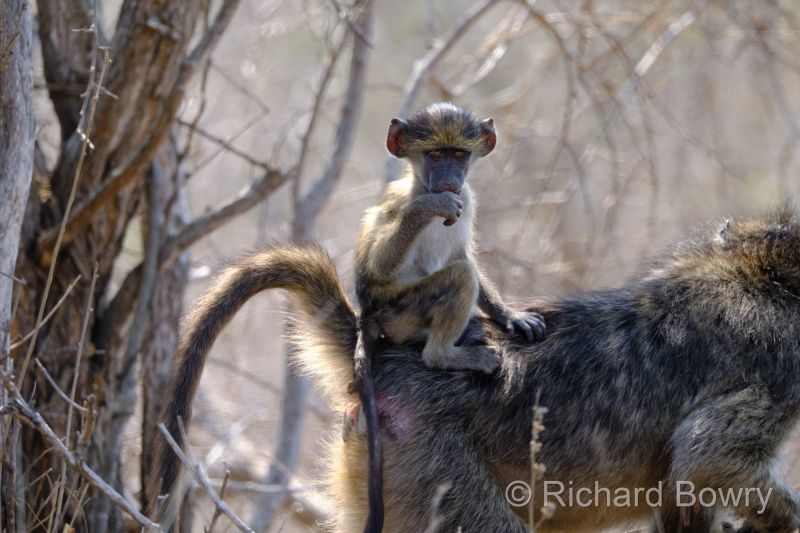 Kruger at 2025-10-13 13.50.19 at 13-50-19