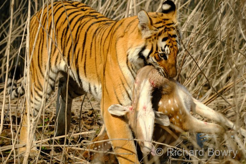 Corbett at 2026-02-03 10.07.42