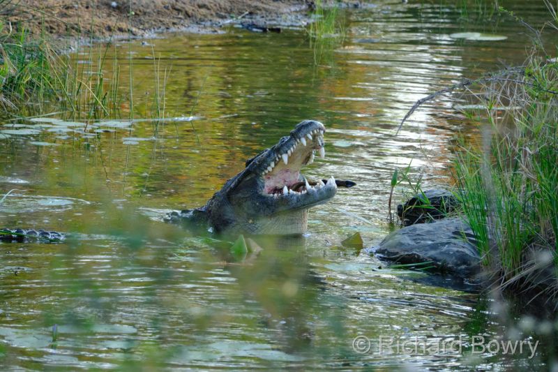 Kruger at 2025-10-13 16.33.23 at 16-33-23