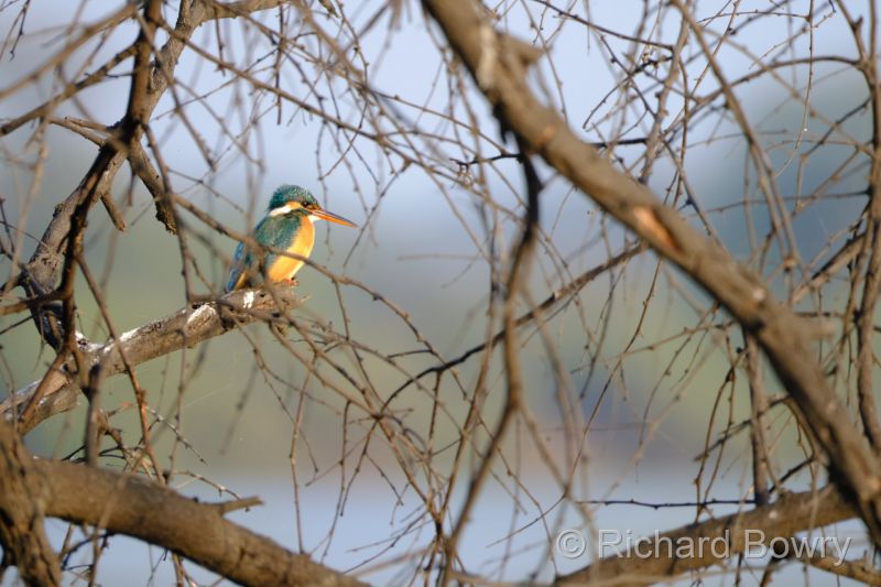 Keoladeo at 2026-02-08 16.54.55