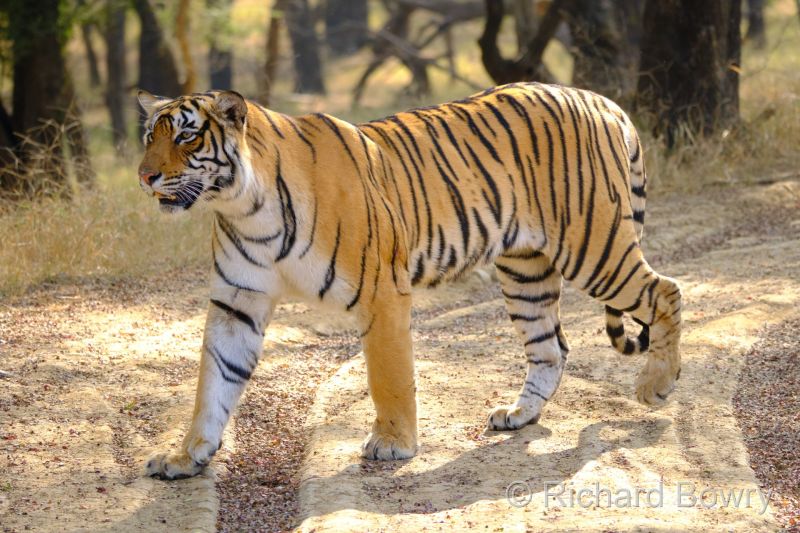 Rathambhore at 2026-02-10 14.55.09