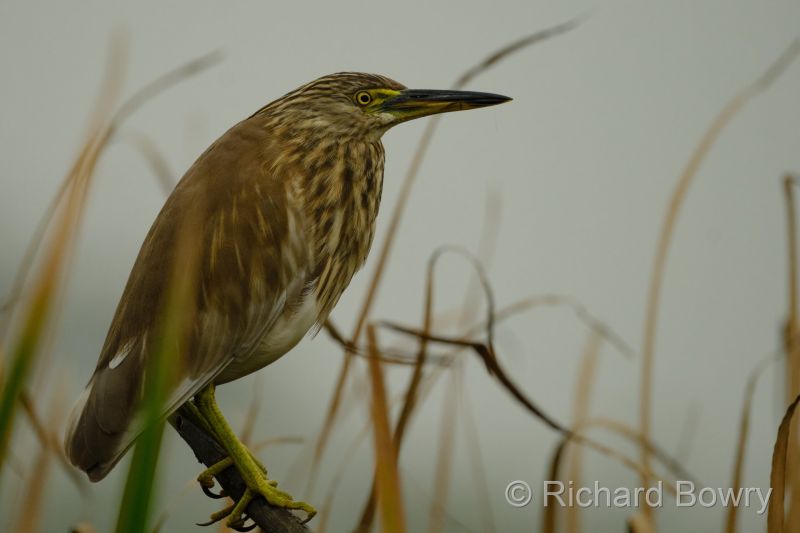 Sultan Por at 2026-02-01 10.07.46