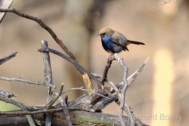 Rathambhore at 2026-02-11 09.22.13