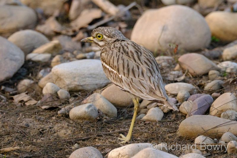 Corbett at 2026-02-04 17.28.04