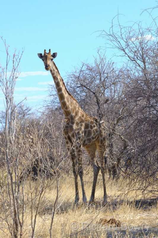 Namibia - 2024-11-01 16.25.512024-11-19 06.41.36