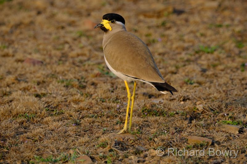 Rathambhore at 2026-02-11 17.08.43