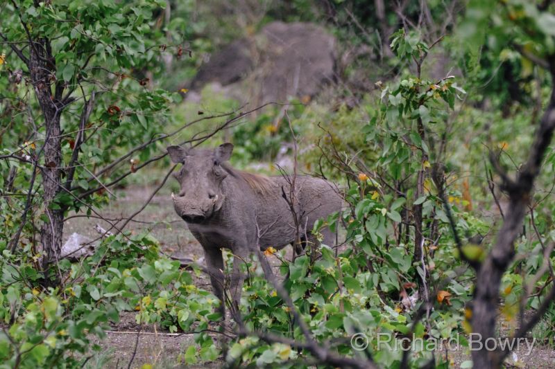 Zimbabwe on 06-12-22 at 07-42-01