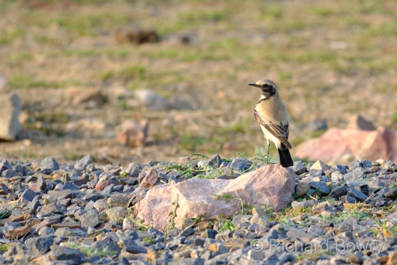 Rathambhore at 2026-02-11 17.01.55