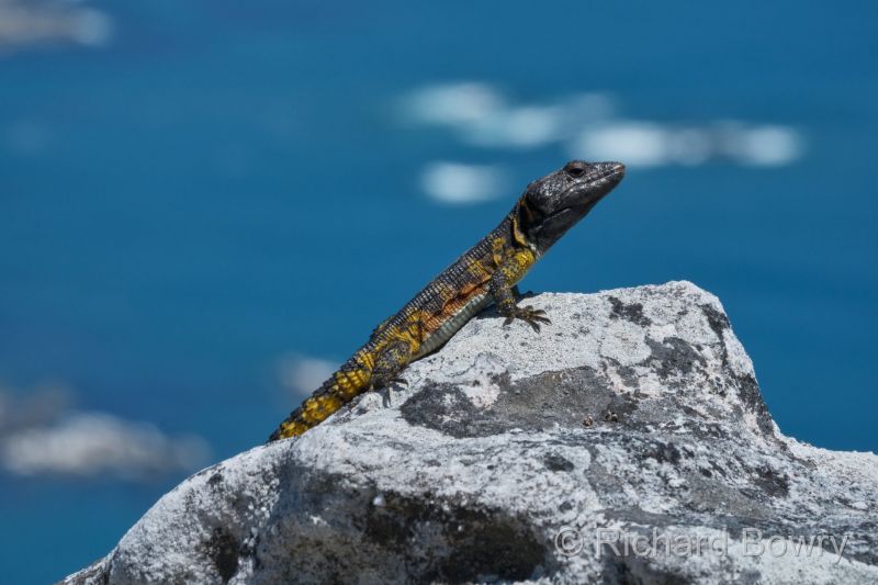 Cape Point at 2025-10-20 12.03.21