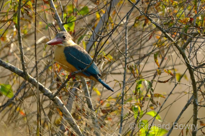 Corbett at 2026-02-04 09.32.54