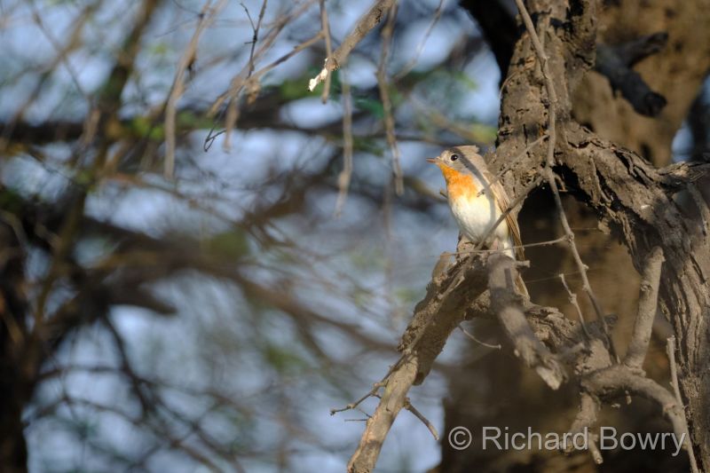 Keoladeo at 2026-02-07 16.19.00