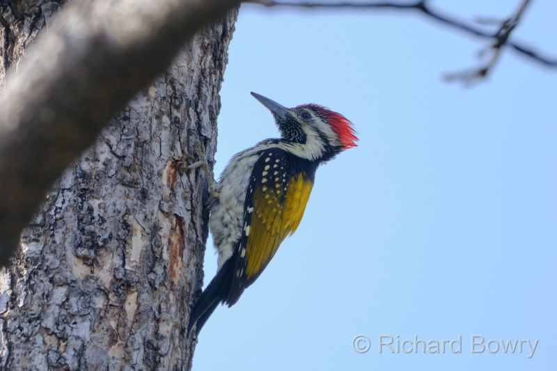 Rathambhore at 2026-02-09 15.20.58