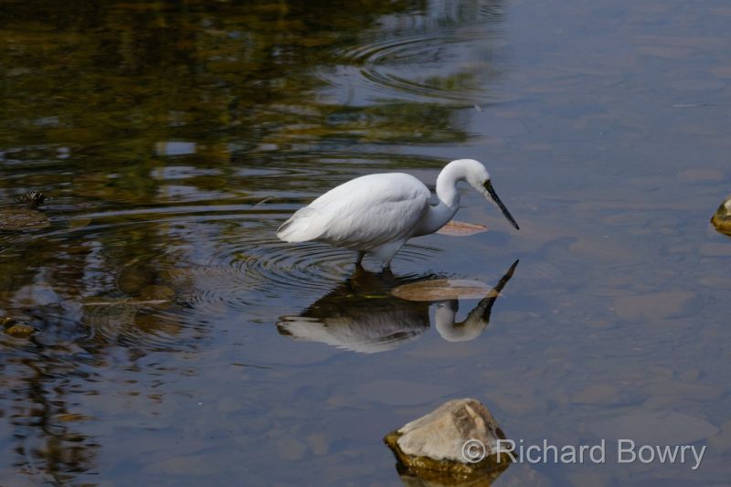 Rathambhore at 2026-02-12 15.01.04