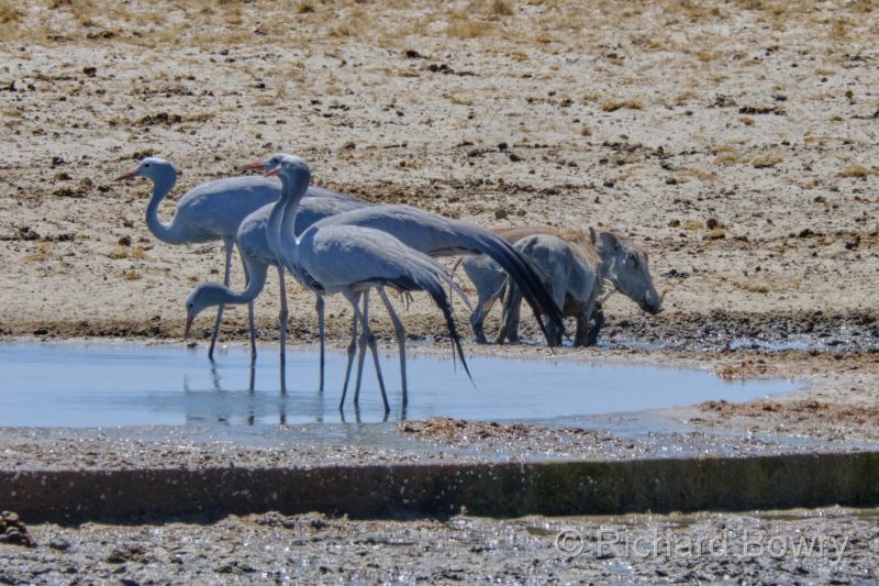 Namibia - 2024-10-31 14.25.372024-11-19 06.40.58