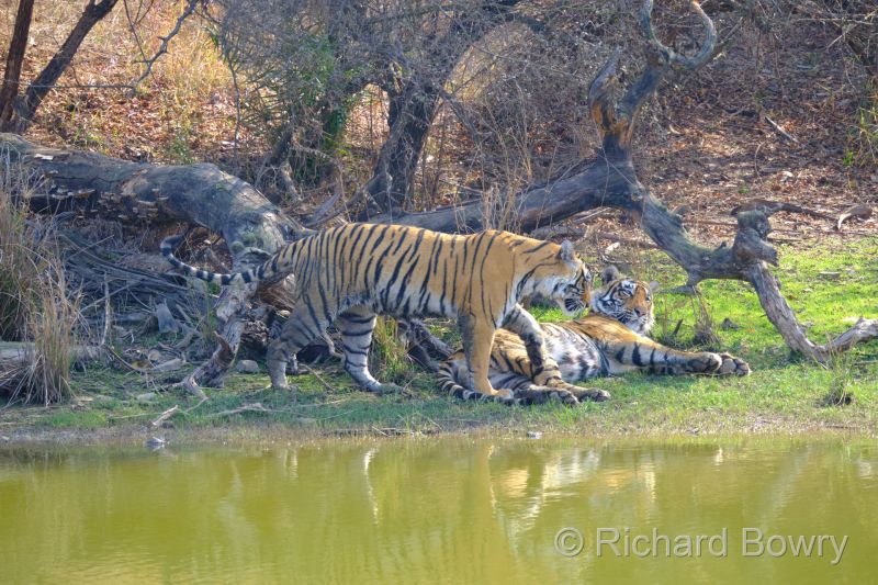 Rathambhore at 2026-02-09 14.42.30