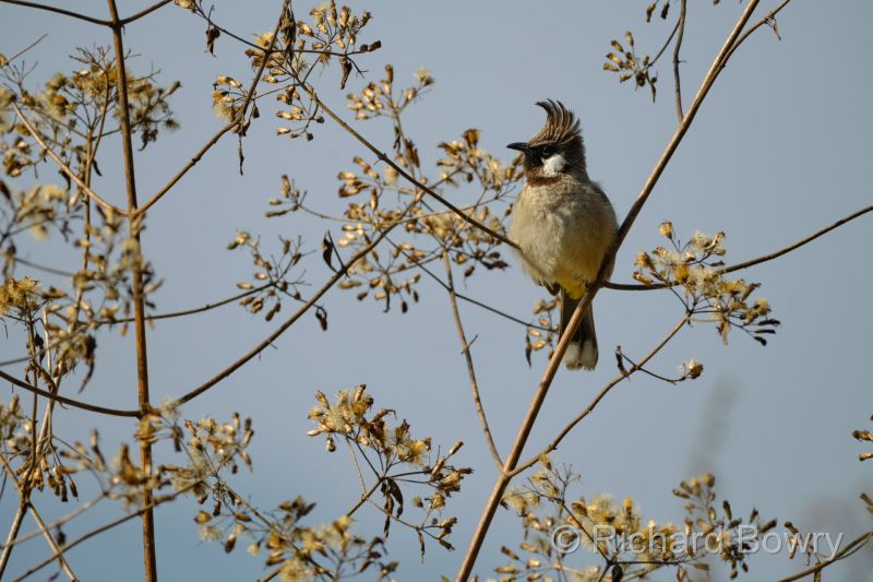 Corbett at 2026-02-03 10.22.11