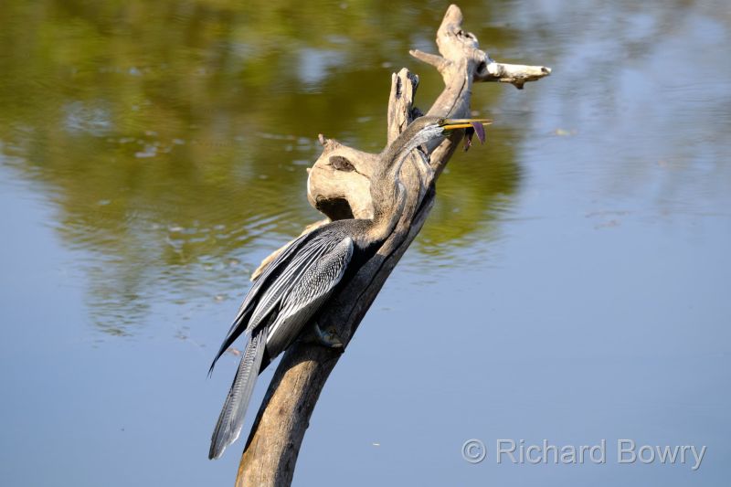 Rathambhore at 2026-02-09 15.25.50