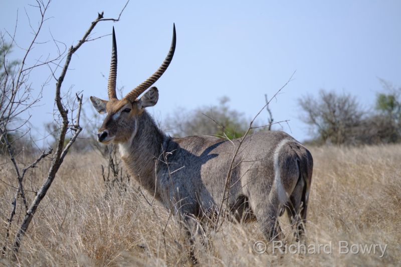 Kruger at 2025-10-13 14.20.25 at 14-20-25